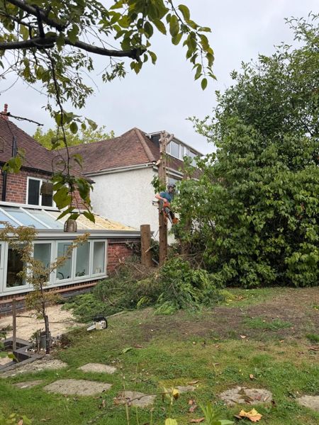 Climber with a chainsaw on a stripped conifer trunk, with cut branches piled on the lawn below