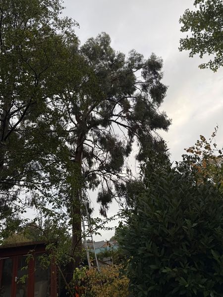 Tall tree with a thin open crown rising above garden shrubs and a red summerhouse under a grey sky