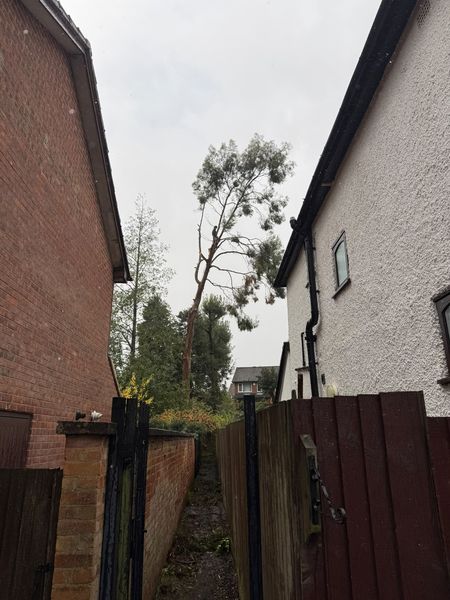 Narrow passage between a brick house and a rendered house with the top of a tall tree showing beyond the gate