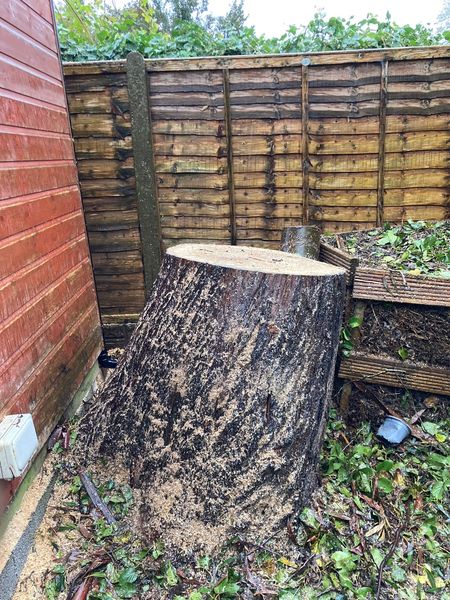 Large freshly cut tree stump against a close-board fence with sawdust and cut greenery on the ground