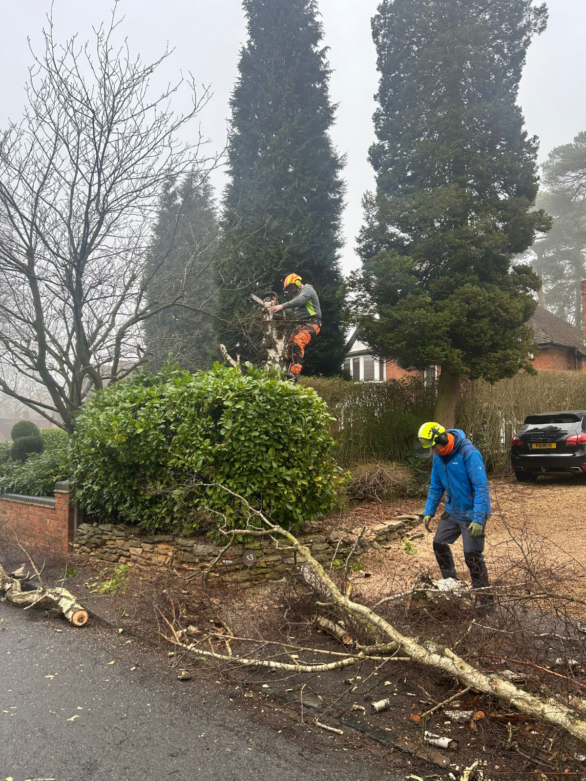 Tree removal and garden work
