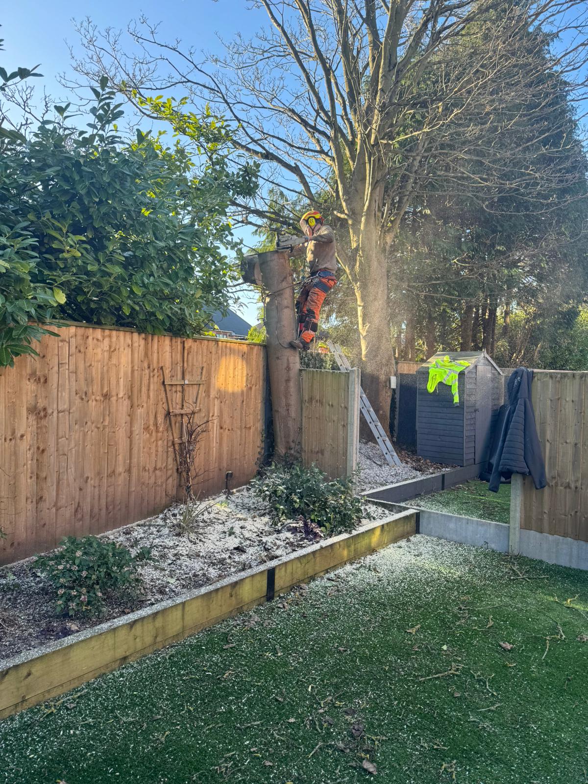 Tree surgery work in progress