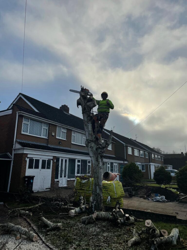 Tree Surgery Halesowen