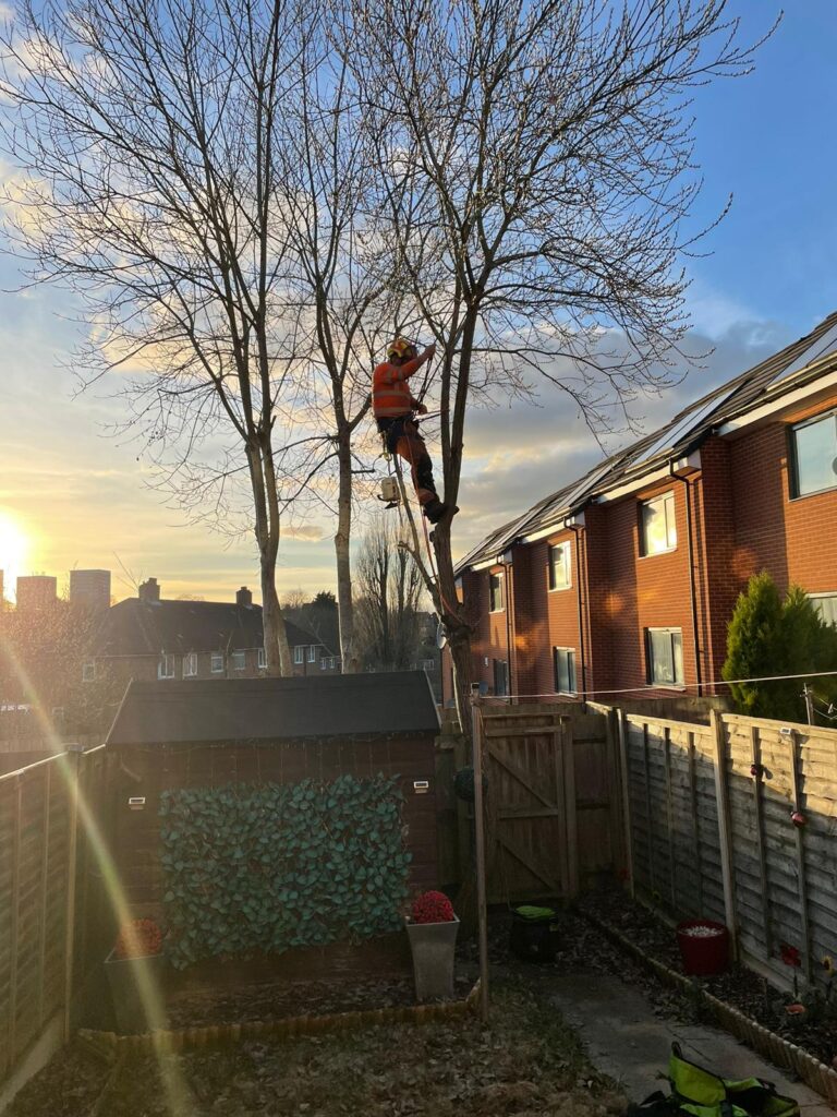 tree surgery birmingham