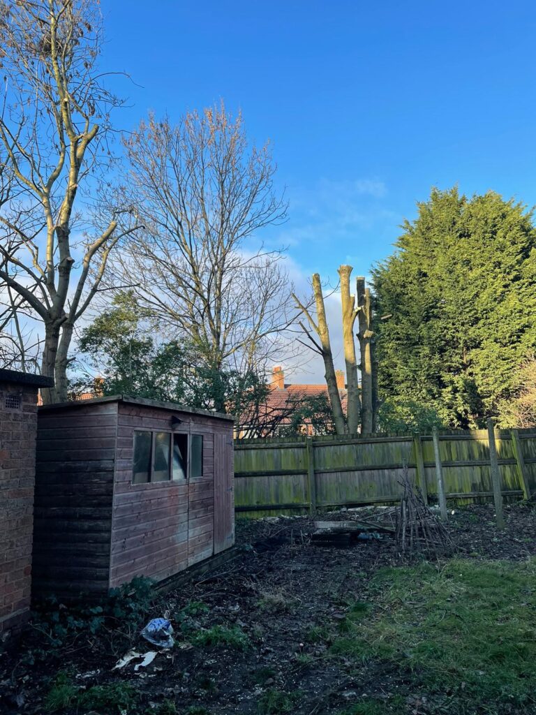 tree Sugery birmingham