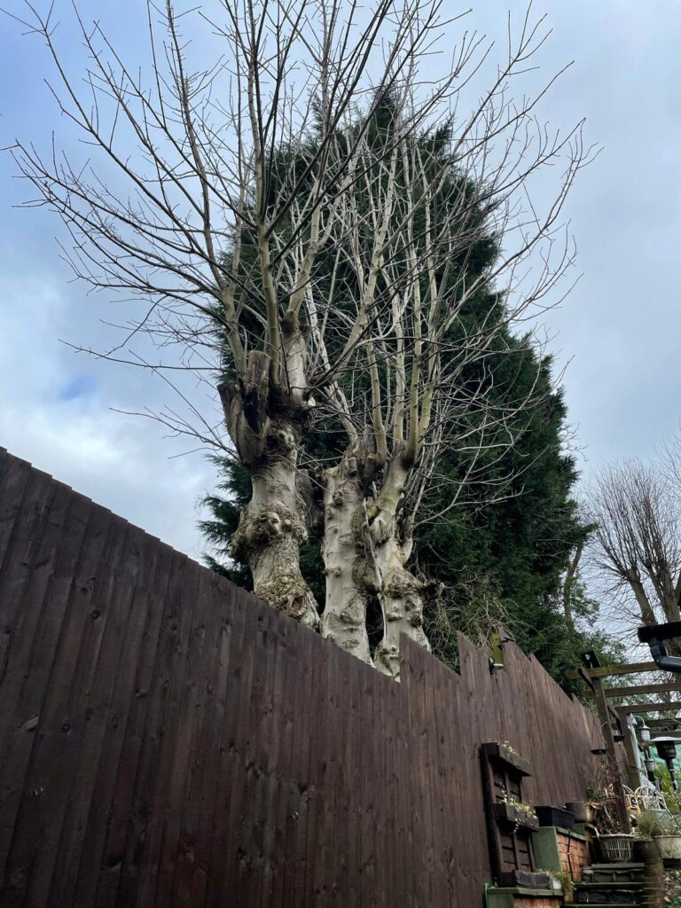 tree Surgery Smethwick