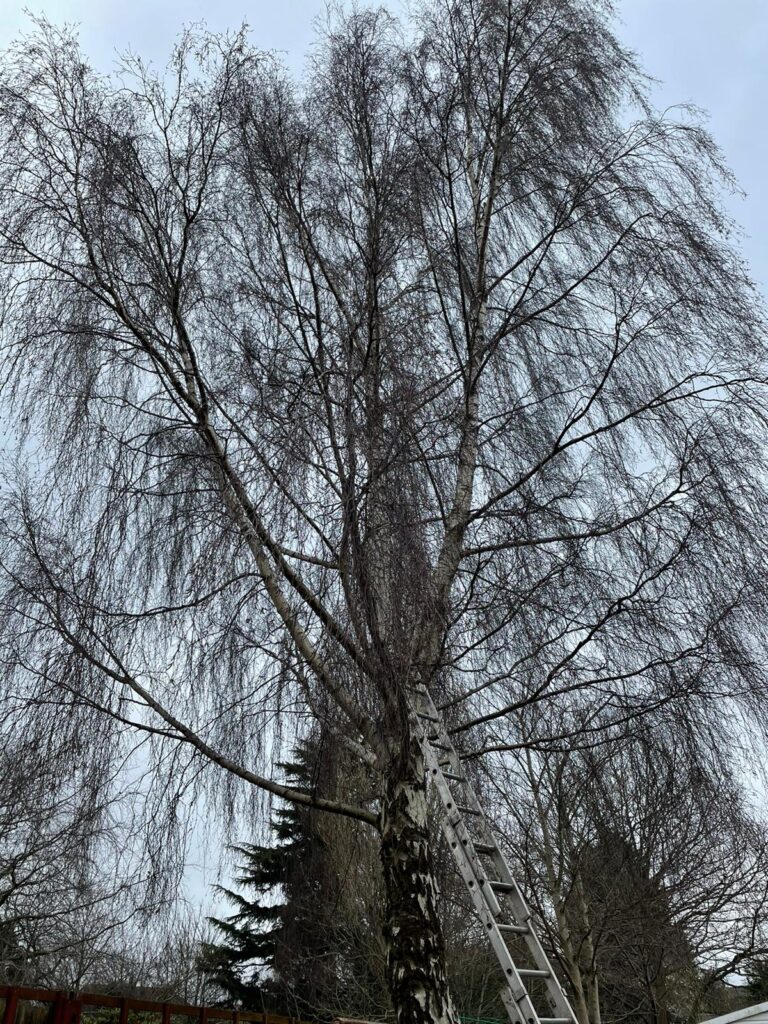 tree surgery oldbury