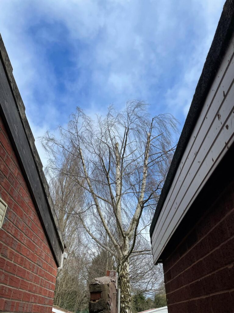 tree surgery oldbury