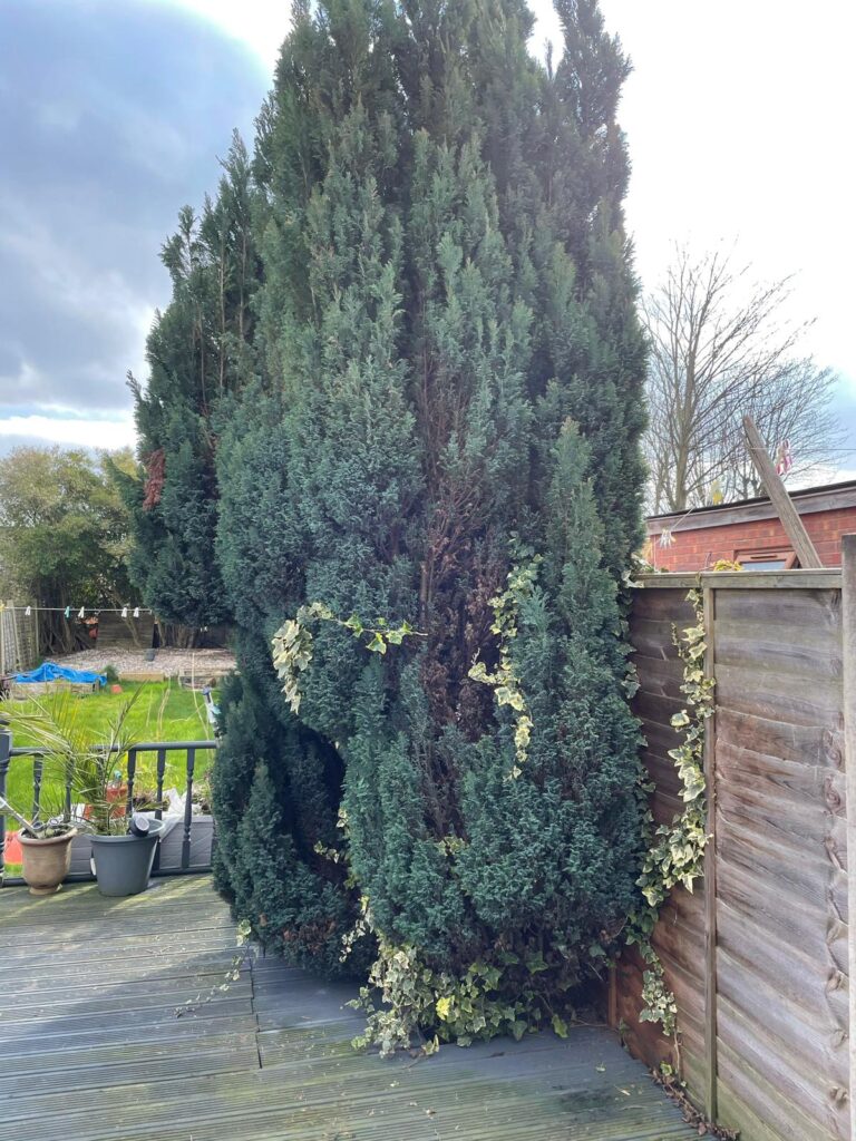 Tree Surgery Smethwick