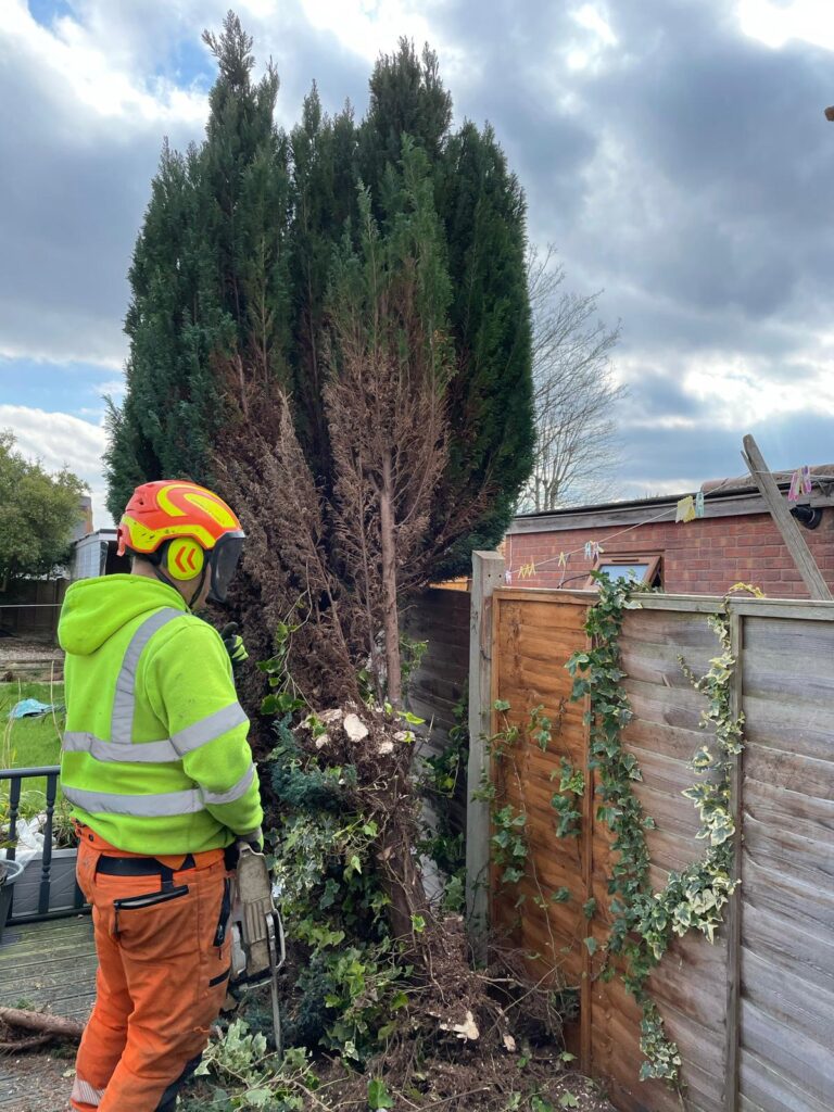 tree surgery smethwick