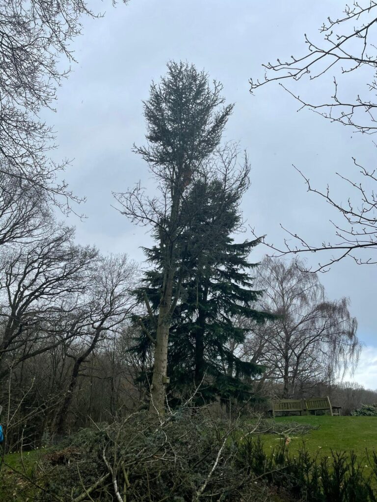 Cutting down a tree in Kidderminster