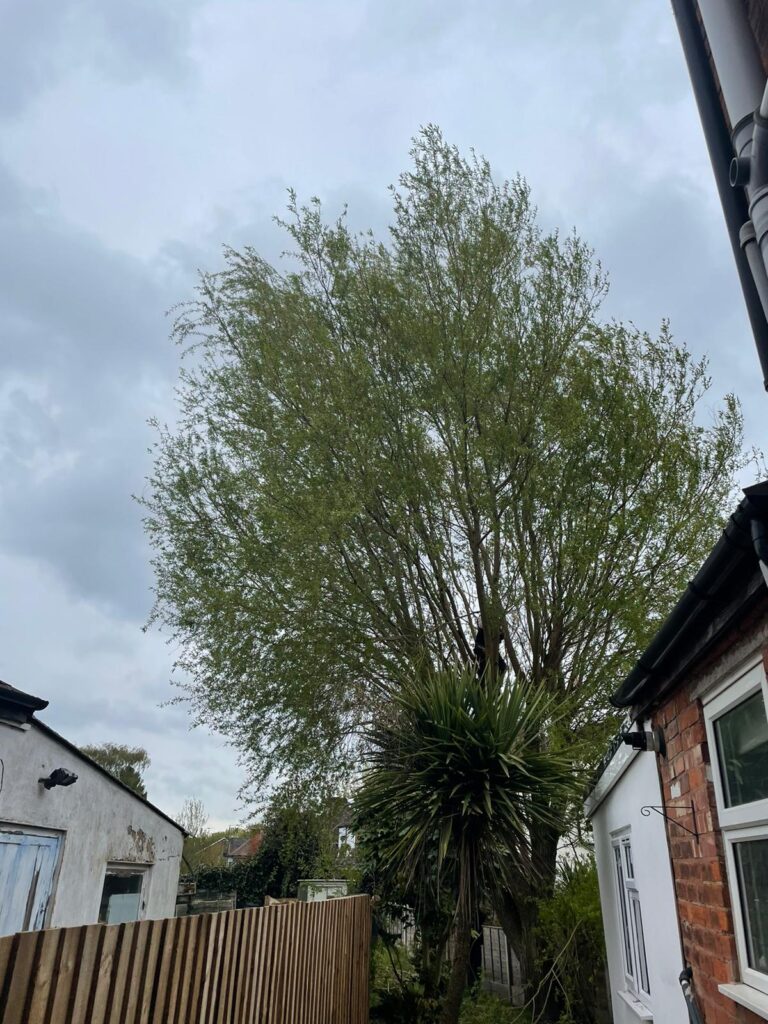 tree surgery Birmingham