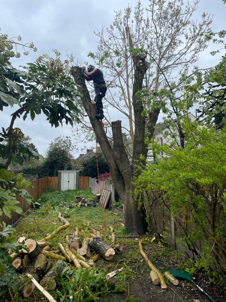 tree surgery Birmingham