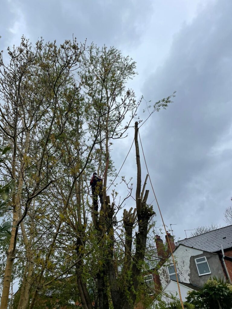 tree surgery Birmingham