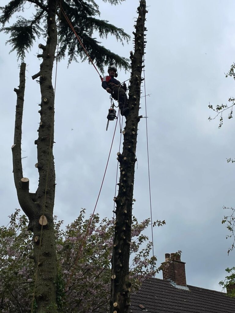 tree Surgery Dudley