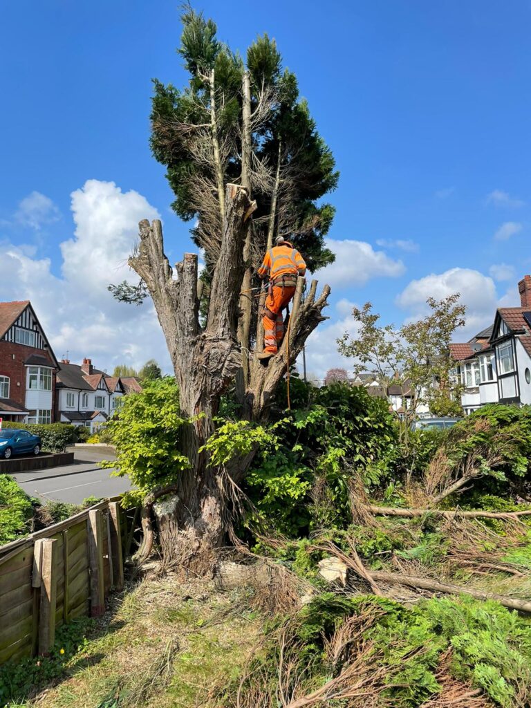 tree surgery birmingham