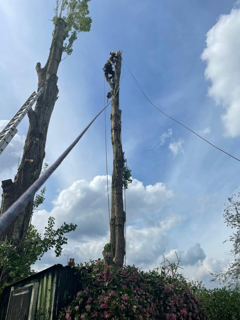 Tree surgery birmingham