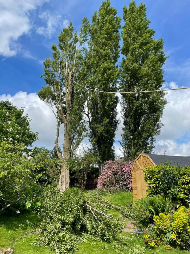 Tree surgery birmingham