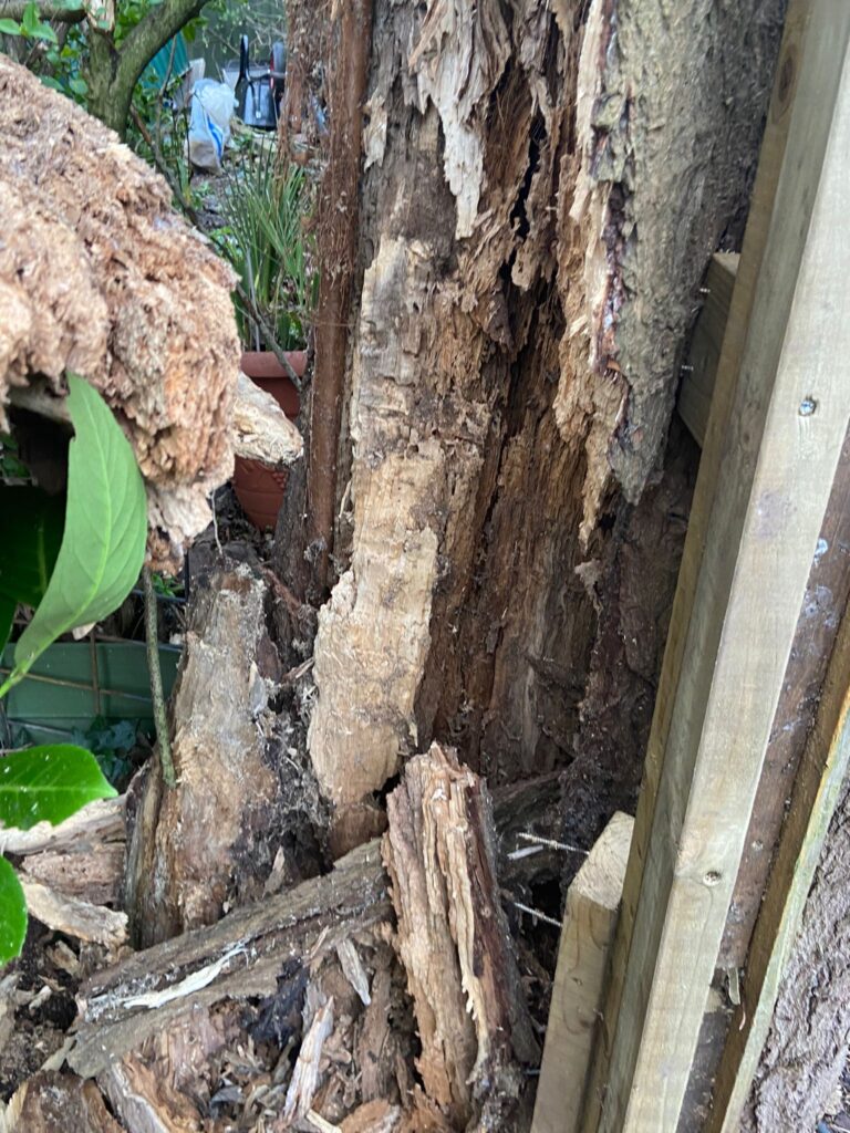 tree Surgery Wednesbury