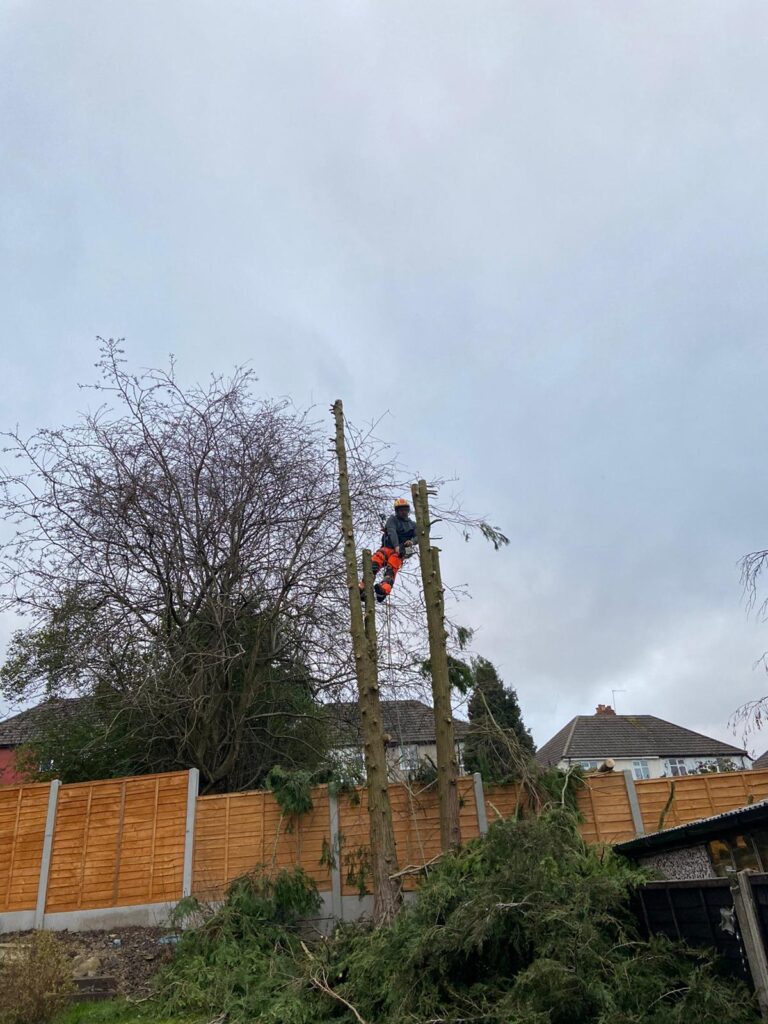 tree surgery Oldbury