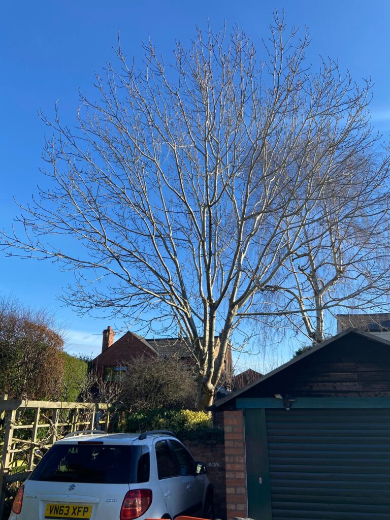 tree surgery Stourport On Severn