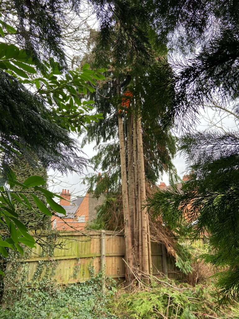 tree Surgery West Bromwich