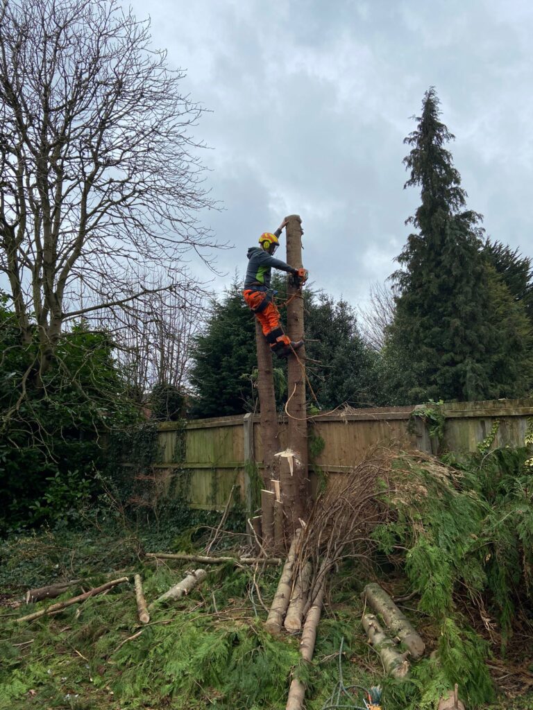 tree Surgery West Bromwich