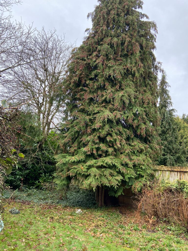 tree Surgery West Bromwich