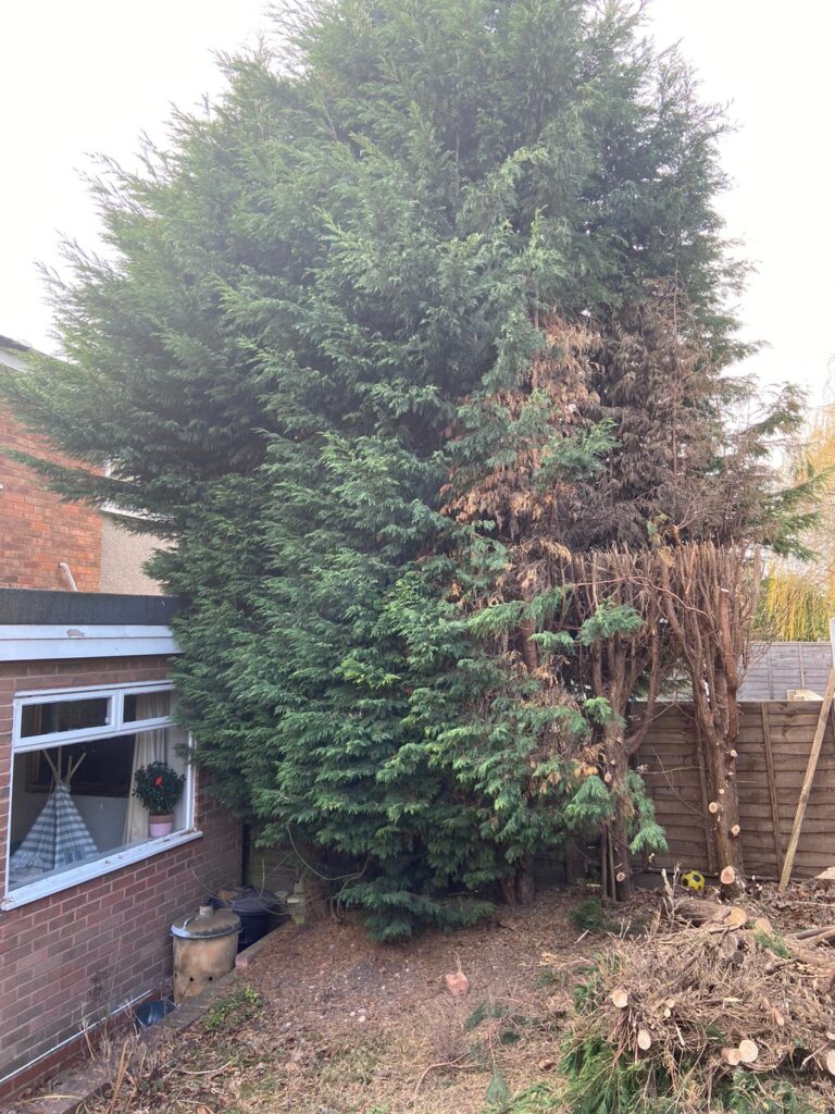 Tree Surgery in Yardley