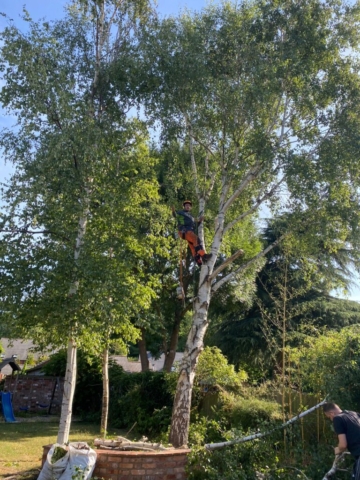 tree Felling stourport on Severn