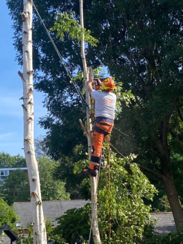 tree Felling stourport on Severn