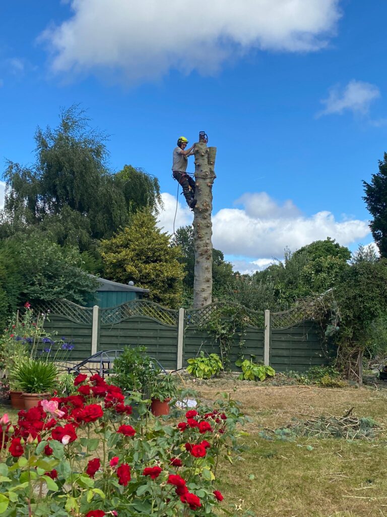 Tree Surgery in Hallgreen