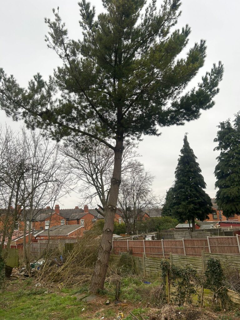 tree surgery stourport on servern