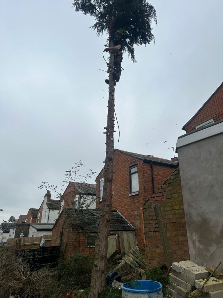 tree surgery stourport on servern