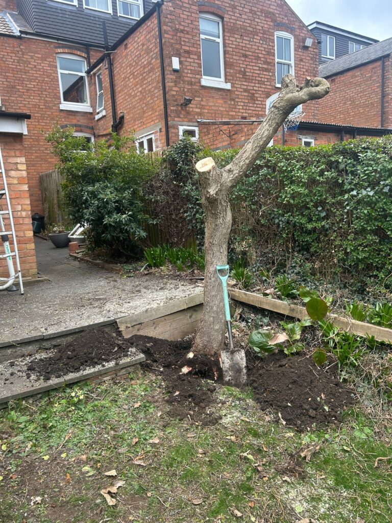 Tree Surgery Solihull