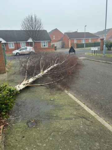 Tree Removal Stourport-on-Severn DY13 9RJ