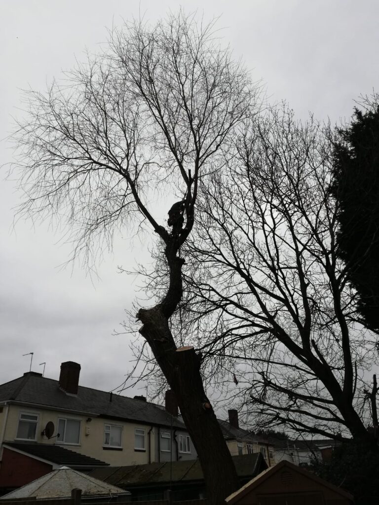 tree surgeon bromsgrove