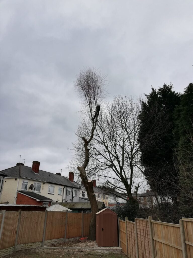 tree surgeon bromsgrove