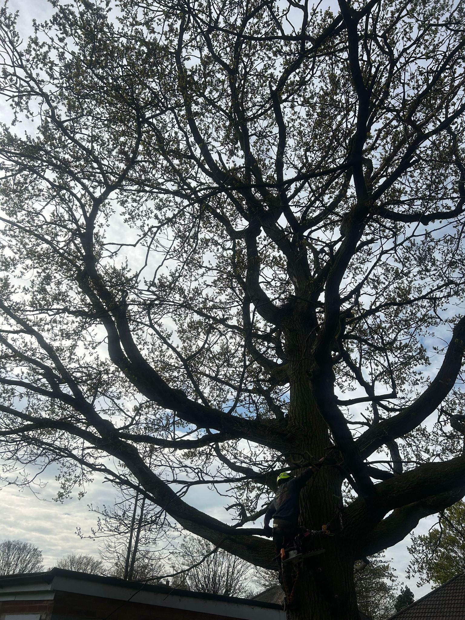 Tree Felling Birmingham