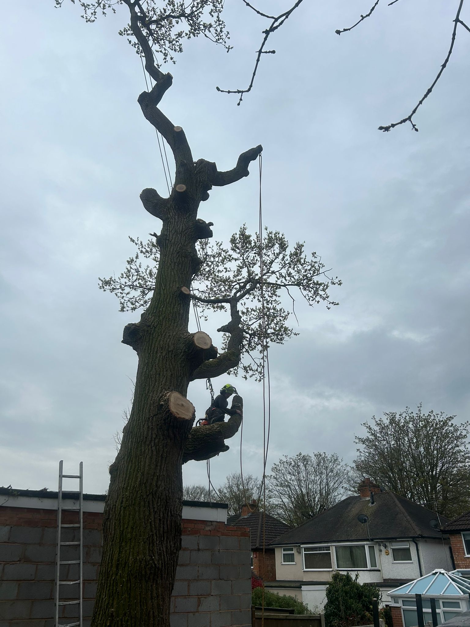 Tree Felling Birmingham