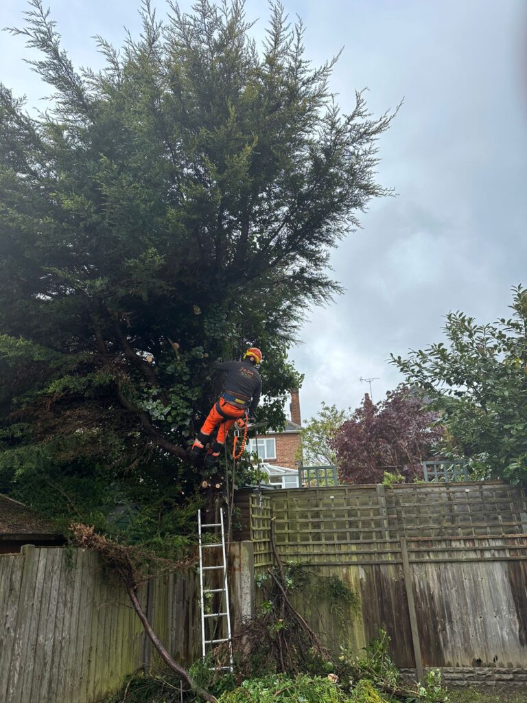 Tree Removal Services Solihull