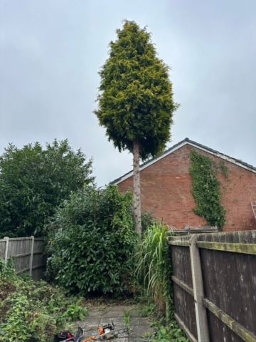 Tree felling hallgreen