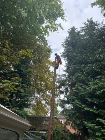 Tree felling hallgreen