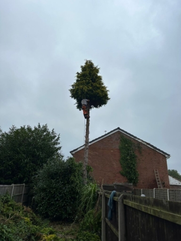 Tree felling hallgreen