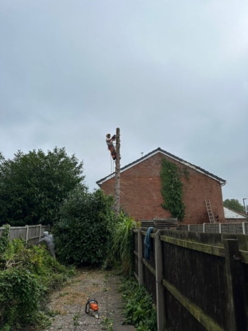 Tree felling hallgreen