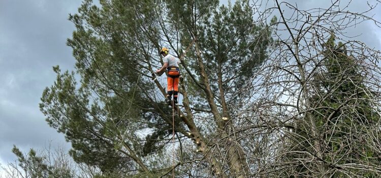 How much Does Tree Surgery Cost In Dudley