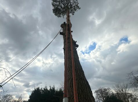 Tree Sugery Monkspath