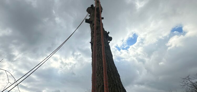 Tree Sugery Monkspath