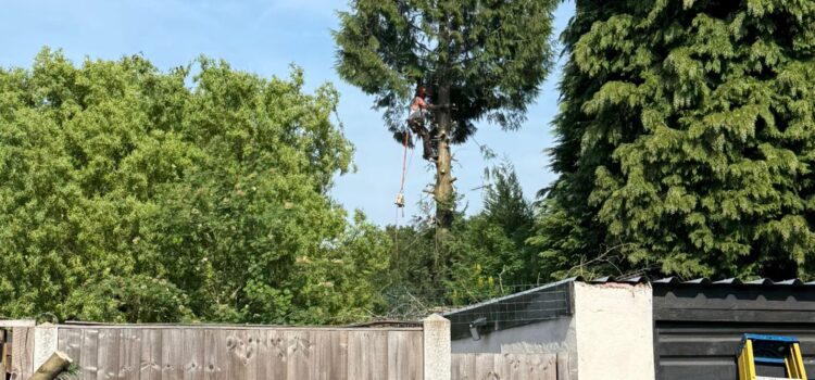 Best rated tree surgery quinton