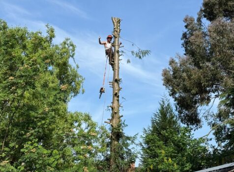 tree surgery quinton